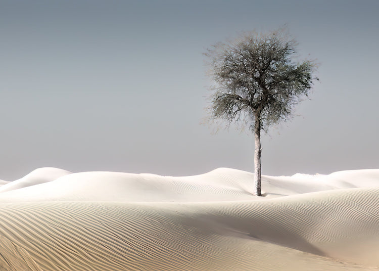 DESERT MIRACLES