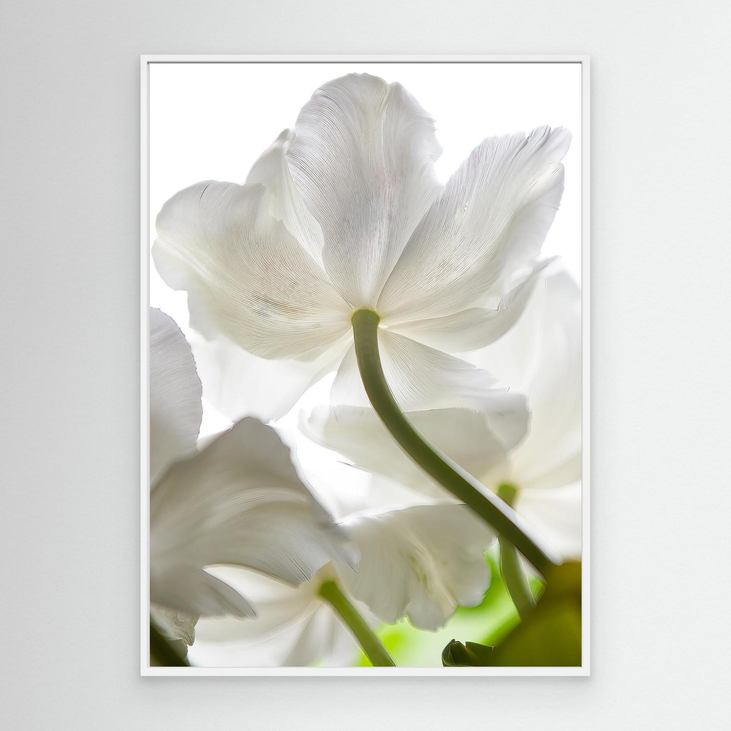 Secret Beauty of White Tulips