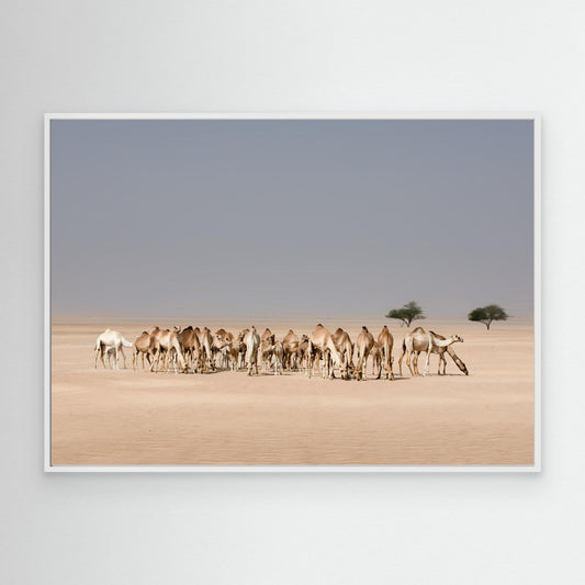 DESERT'S VIBRANT TAPISTRY